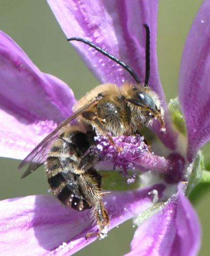 Réf. 259 962 : Tetralonia malvae